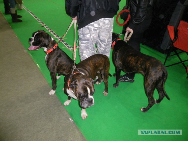 Собакочетверг на 02.01.2014