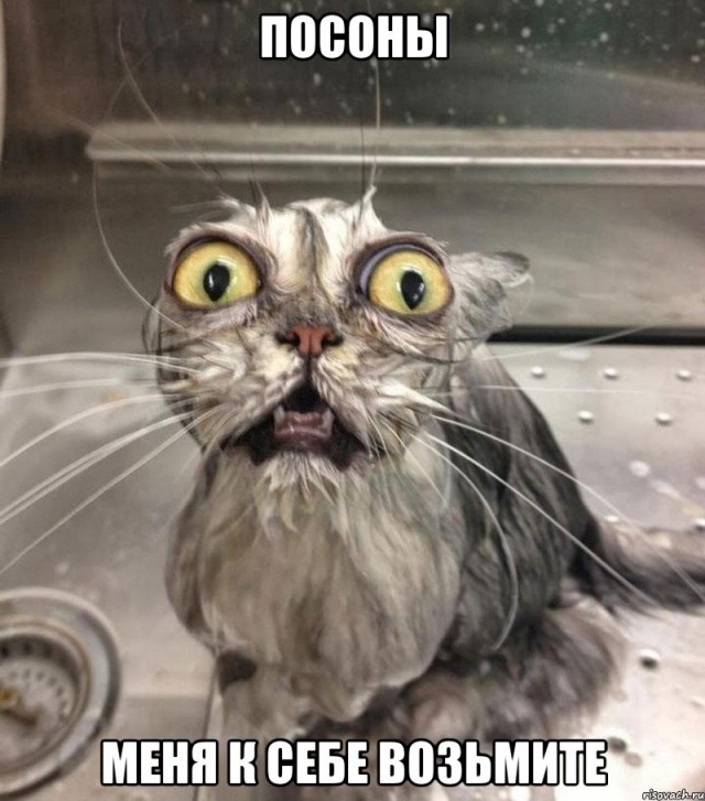 Международная выставка кошек Кэтсбург 2014