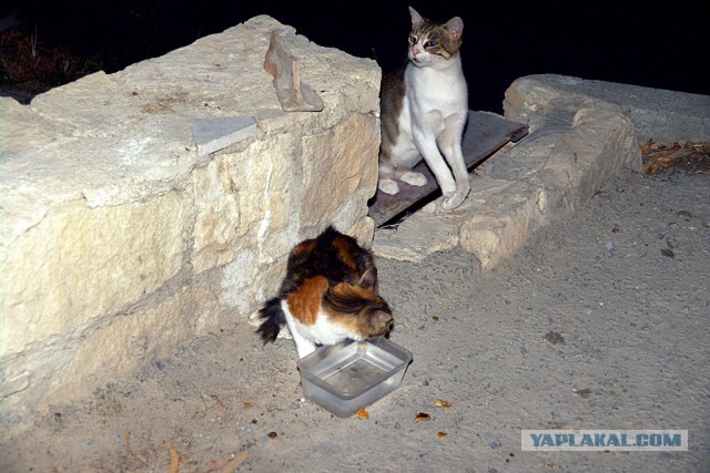Котовторник 20.05.2014