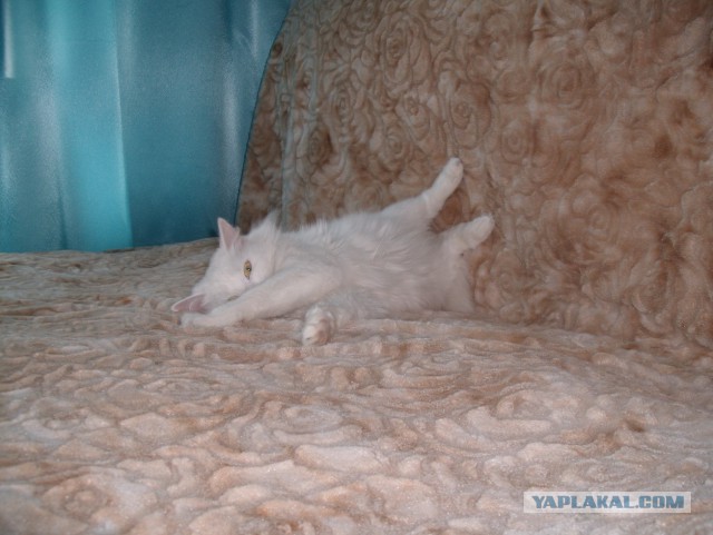 Котовторник 17.06.2014