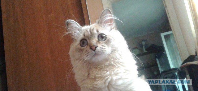 Котовторник 24.06.2014