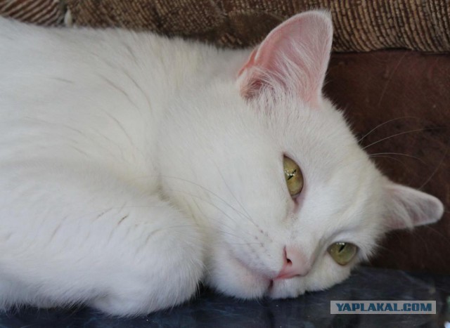 Котовторник 16.09.14