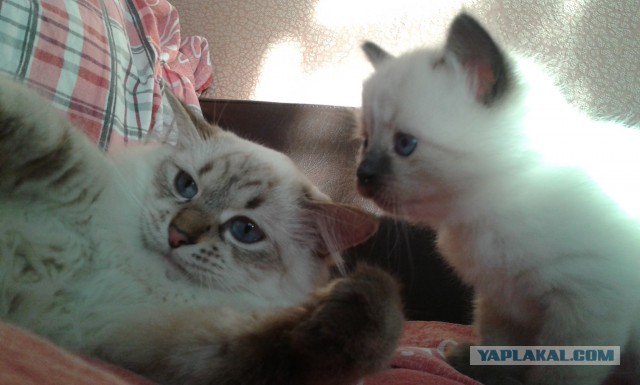 Котовторник 04.11.2014