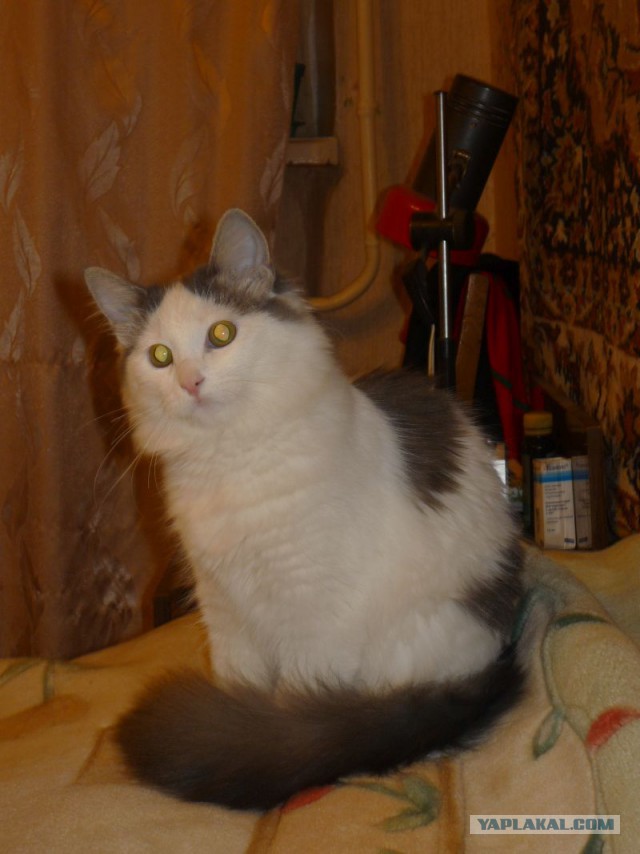 Котовторник 27.01.2015