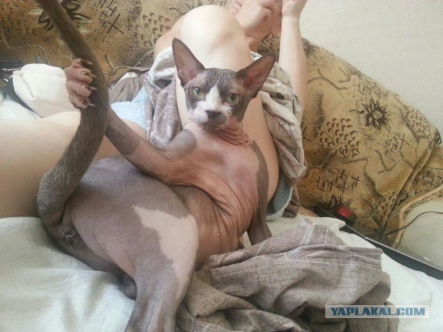 Кот+пластилин+алкоголь в крови+фантазия=фубля