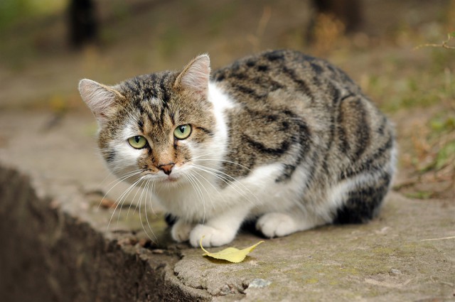 Котовторник 03.11.2015