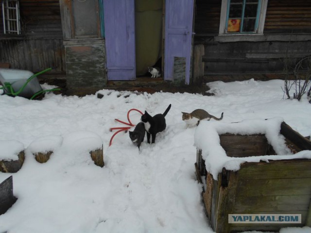 Жизнь домашнего приюта для котеек 106