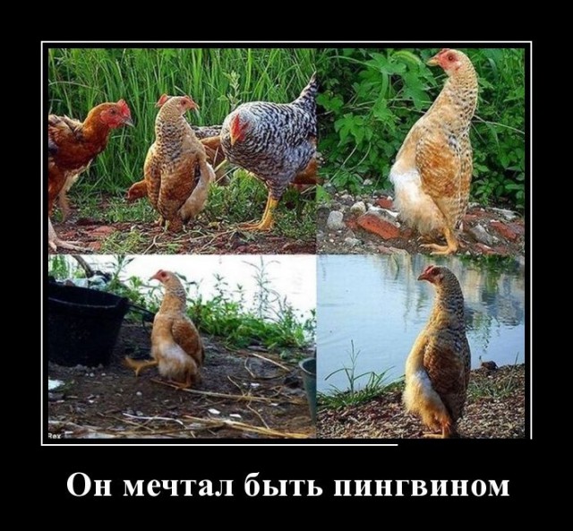 Подборка веселых картинок на выходные