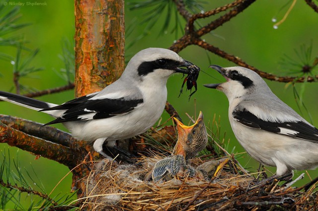 Скоро во всех гнёздах страны!... и не только