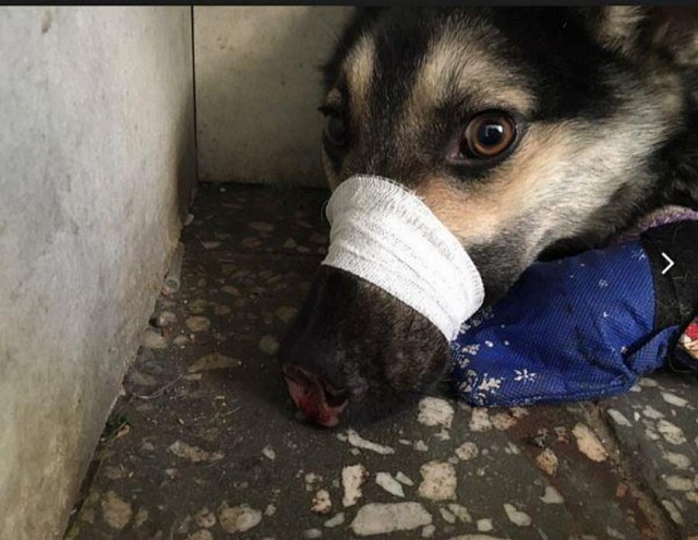 В Улан-Удэ неизвестные отрубили псу три лапы и нос (осторожно, фото 18+)