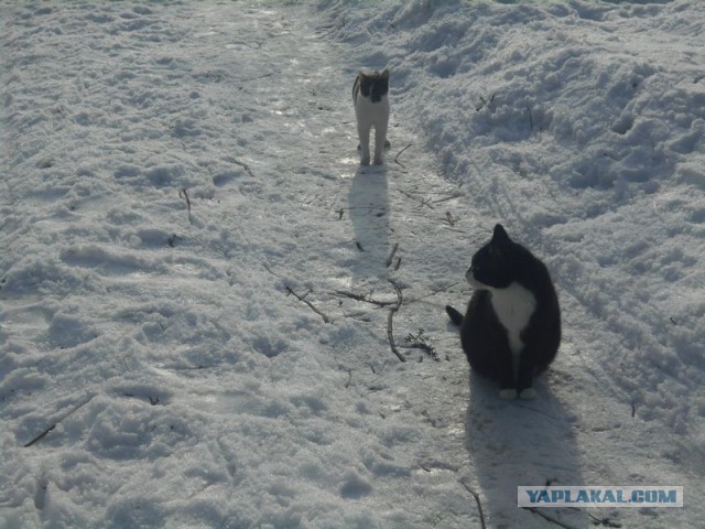 Жизнь домашнего приюта для котеек 153