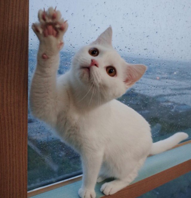 Коты и Кошки