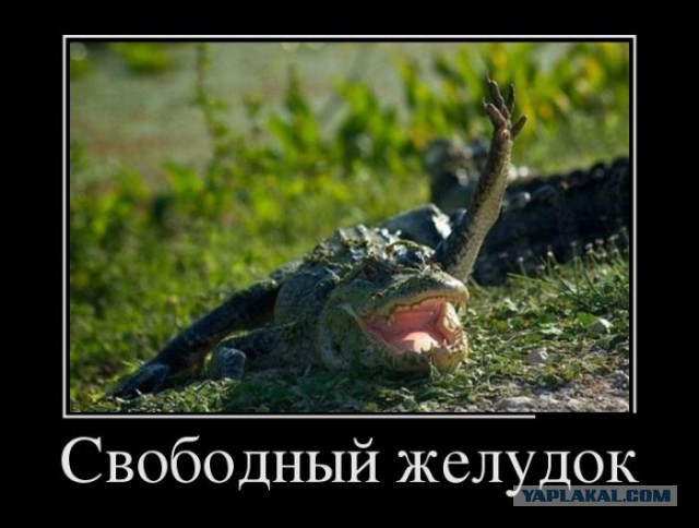Баяны в чёрных рамках