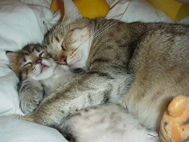 Коты и Кошки