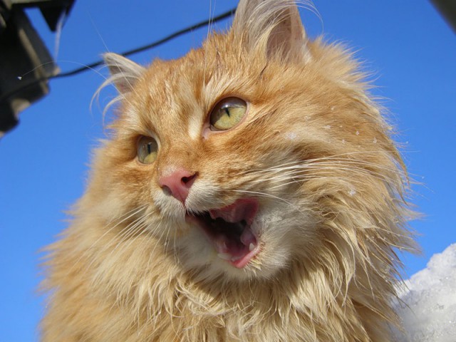 Коты и Кошки