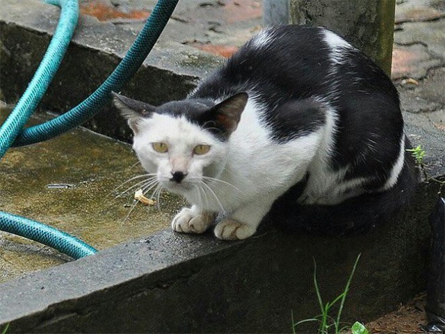 24 кота, которые подняли дерзость на новый уровень