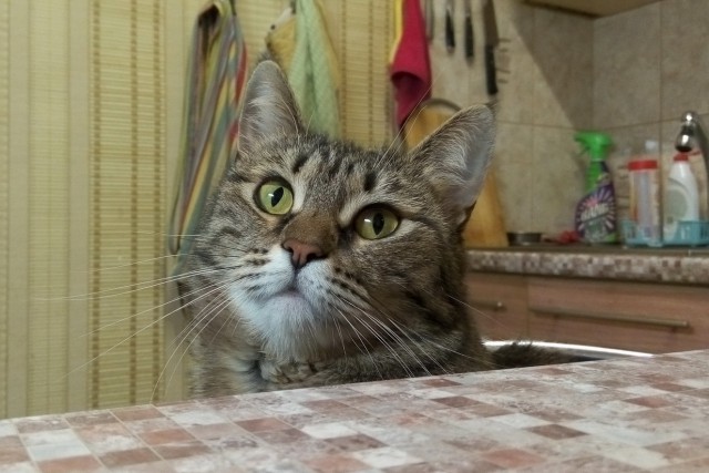 Котовторник 02.01.2018