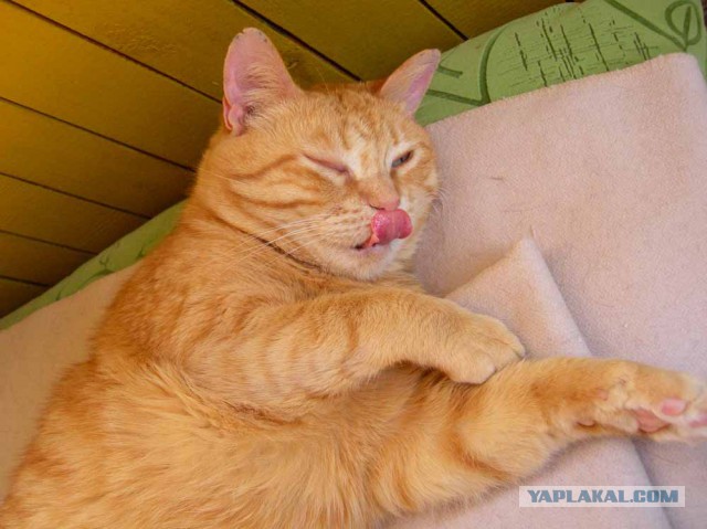 Котовторник 29.5.18