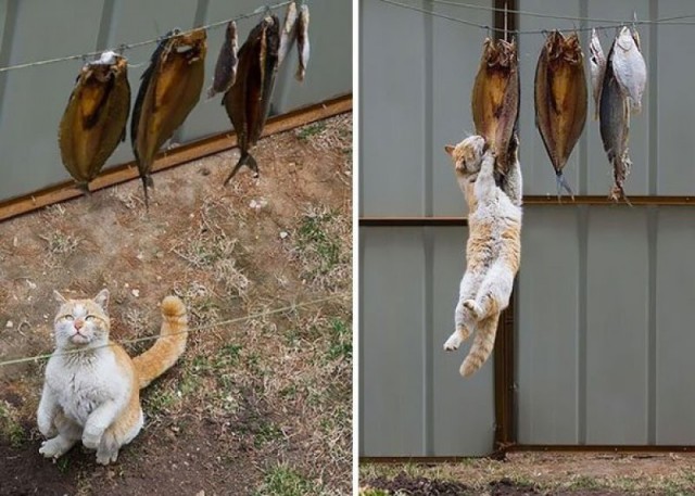 Прикольных котов пост