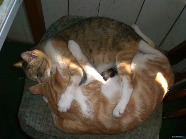 Котовторник (13.01)