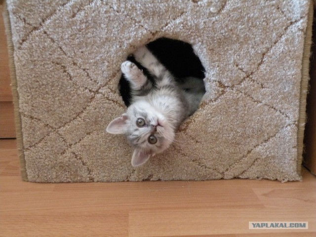Котовторник 15.02.2011