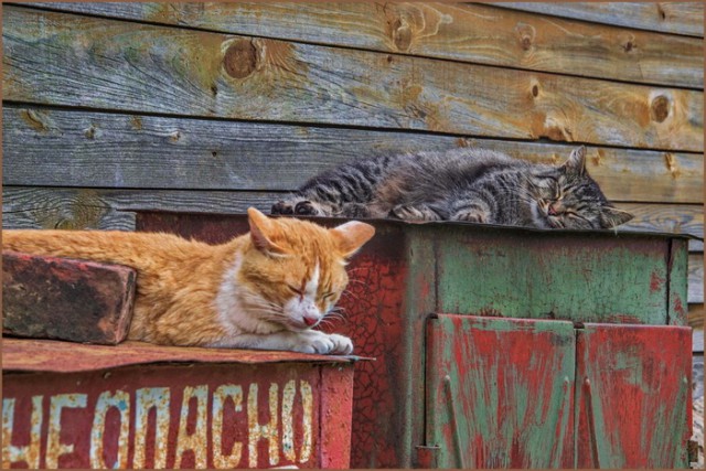Прикольных котов пост