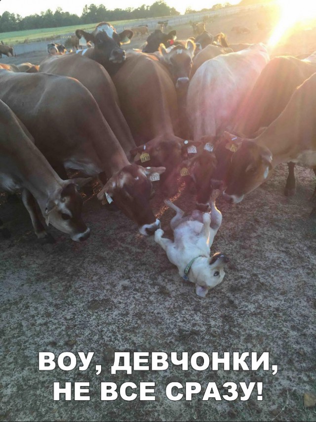 Нестандартный юмор