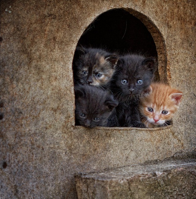 Котовторник!
