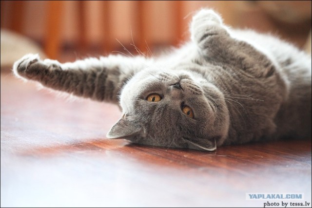 Профессиональный котовторник