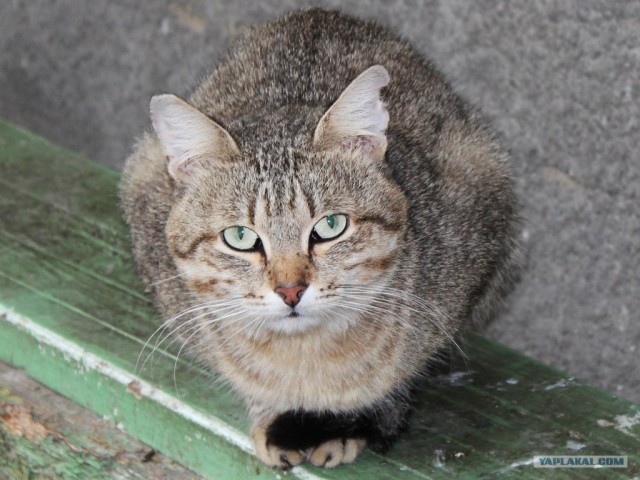Первый котовторник октября