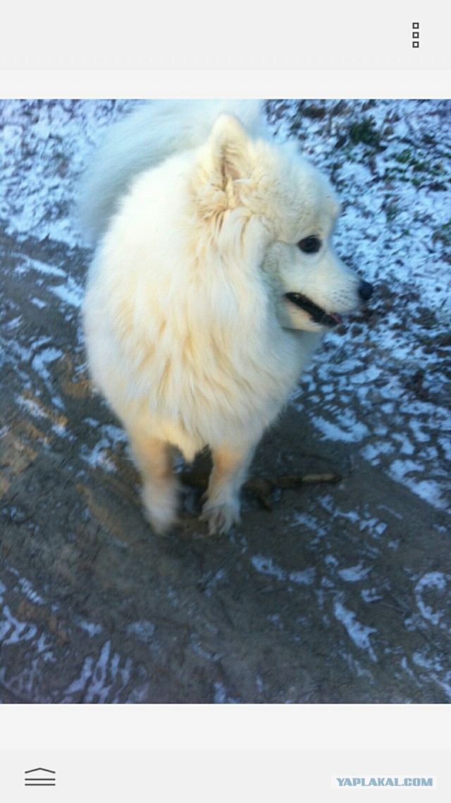 Самоеды