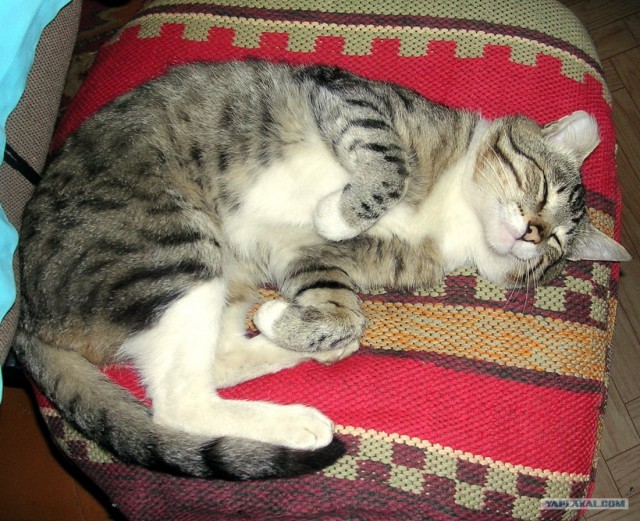 Котовторник (14.02.2012)