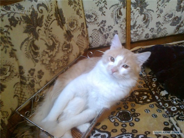 Котовторник 10.04.2012