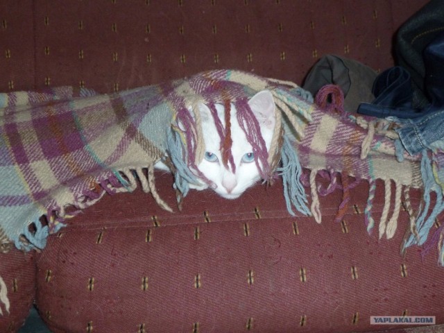 Котовторник 1 мая 2012