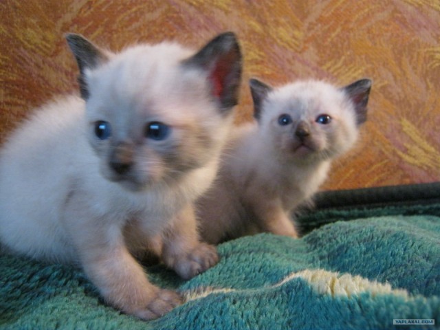 Новые устройства