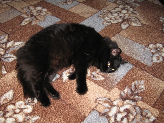 Котовторник на 26.06.12