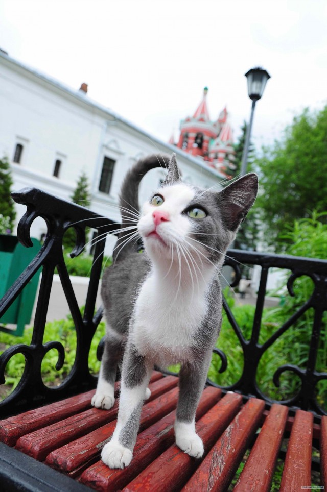 Котовторник 10. 07. 2012