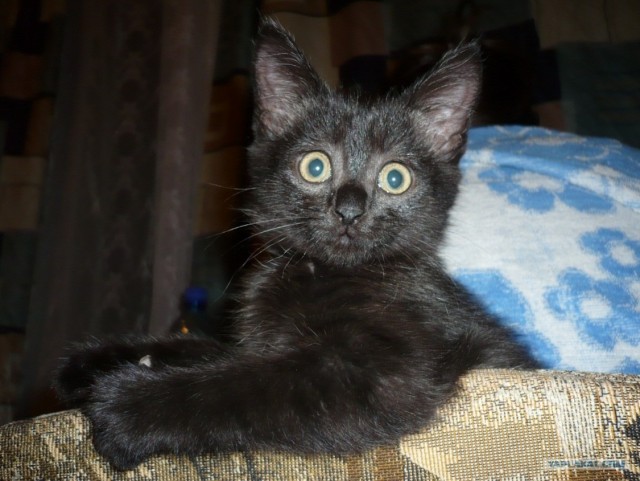 Котовторник 24.07.2012