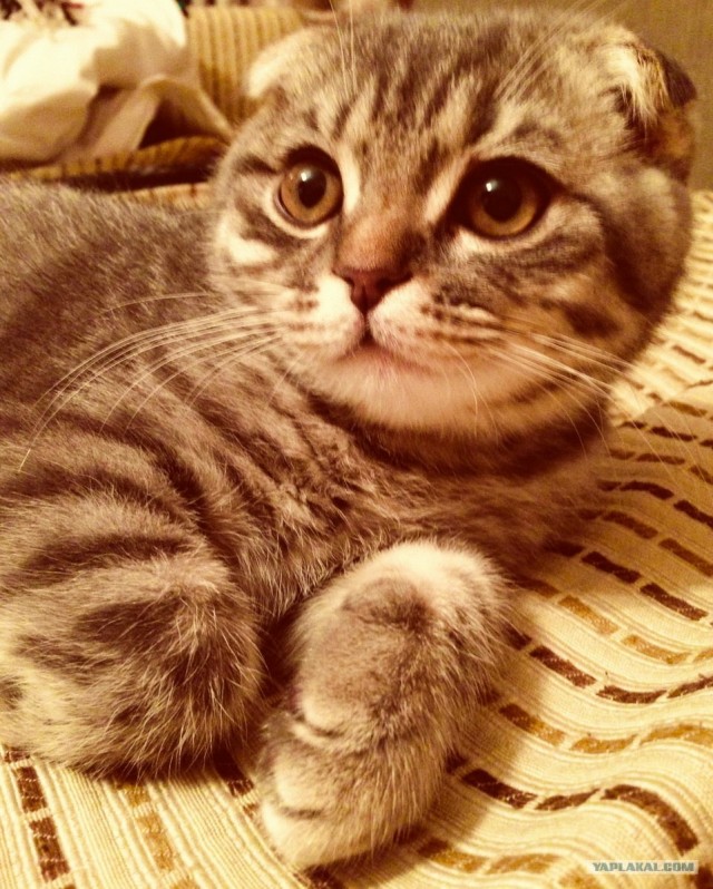 Котовторник 12.02.13