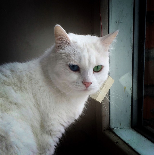 Прикольных котов пост