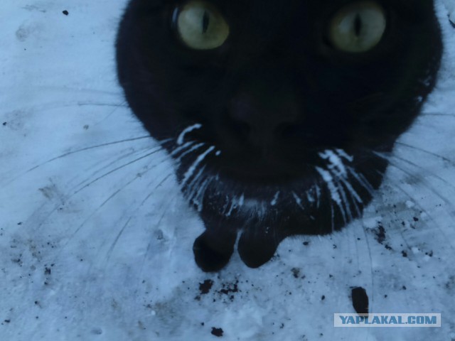 Моя котэ, фотосет ради усов.