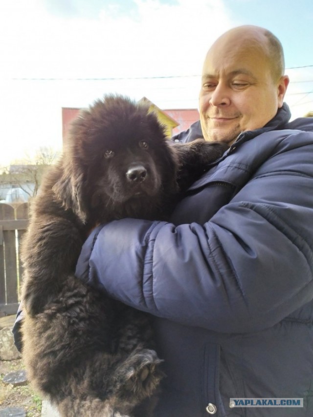 Месяц без собаки