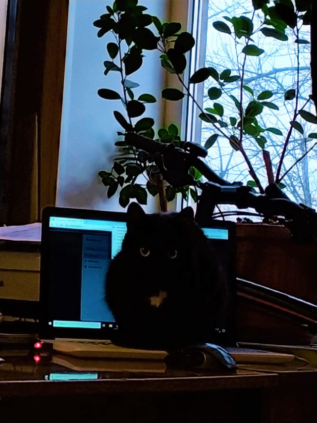 Фотографии, которые доказывают, что кошки самые большие сволочи