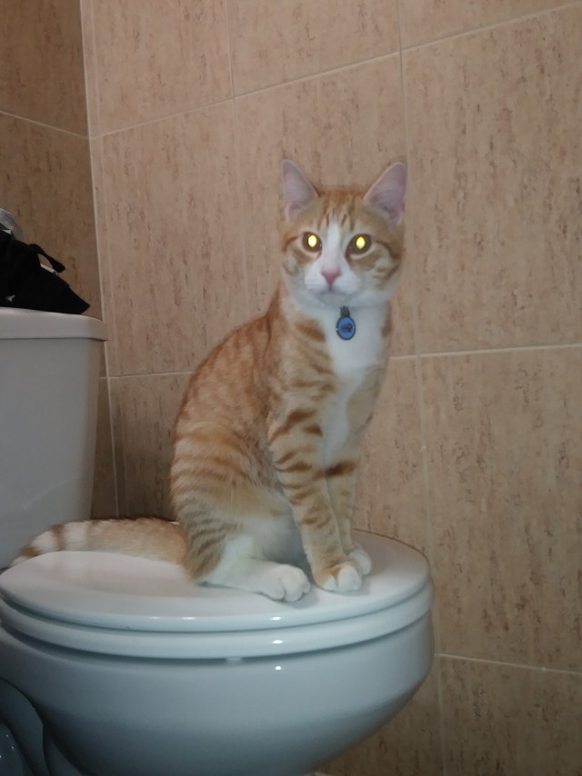 Котовторник. Добавляйте своих
