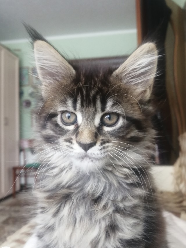 Котовторник 09.02.21. Свежие котики от Нарвского.