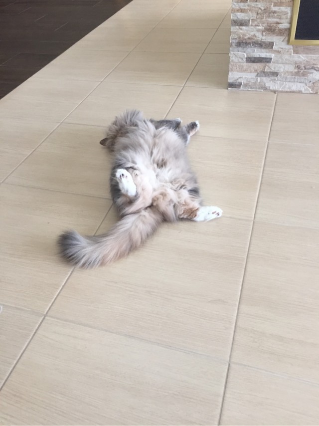 Ребят, помогите с кошкой! Это 3,14*дец!