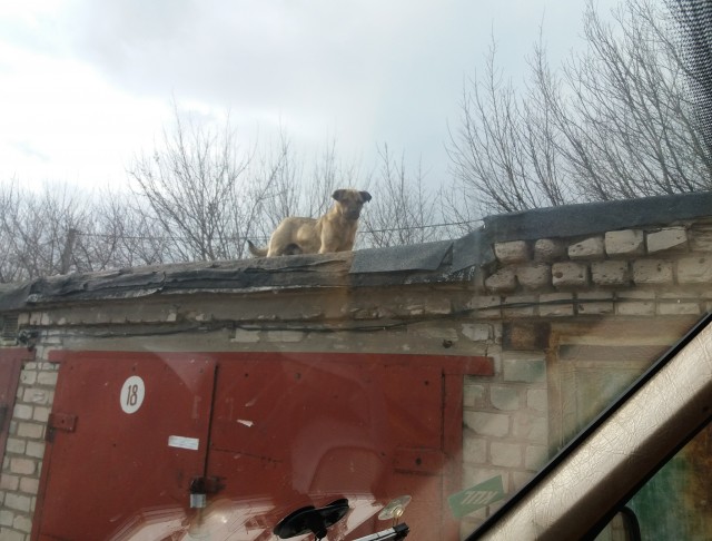 Собака-далекосмотряка