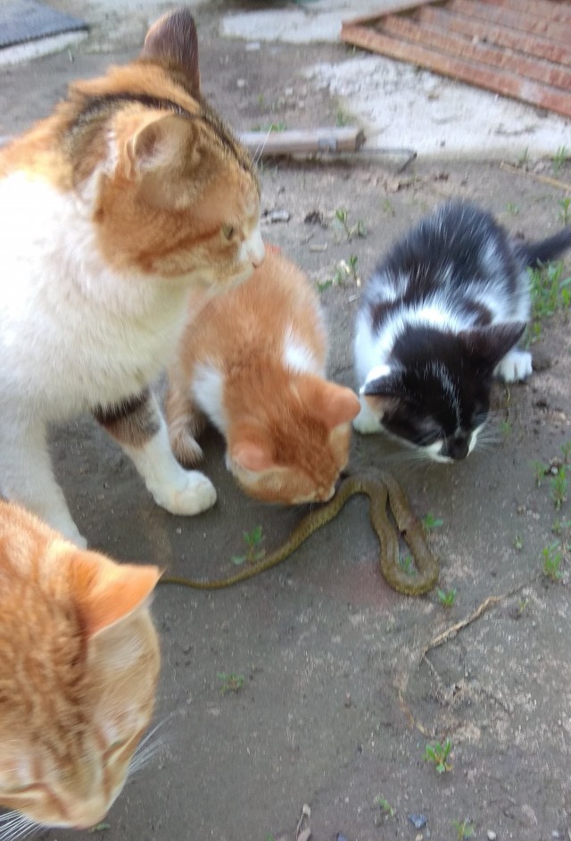 Кот завалил змея