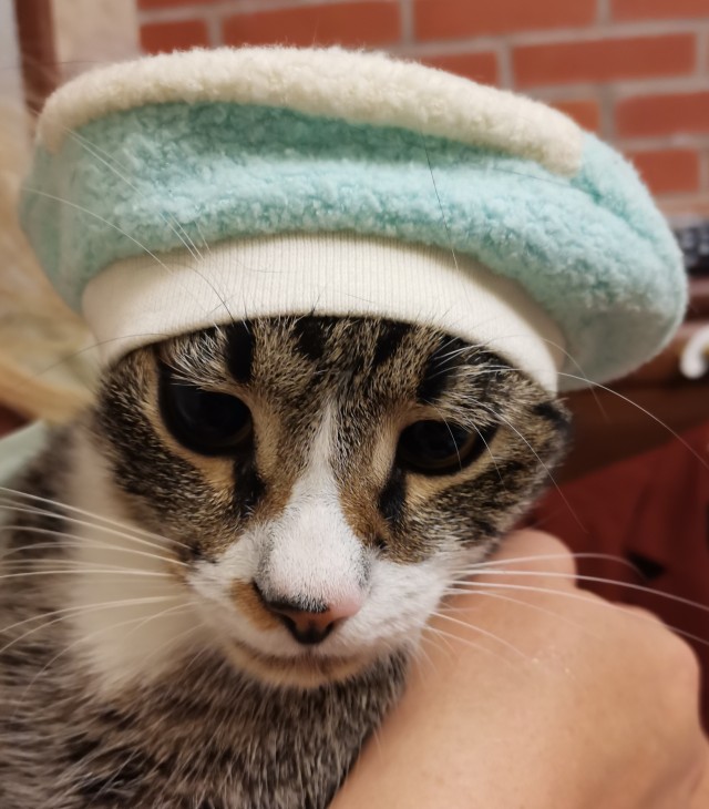 Злые котики - к последнему летнему котовторнику