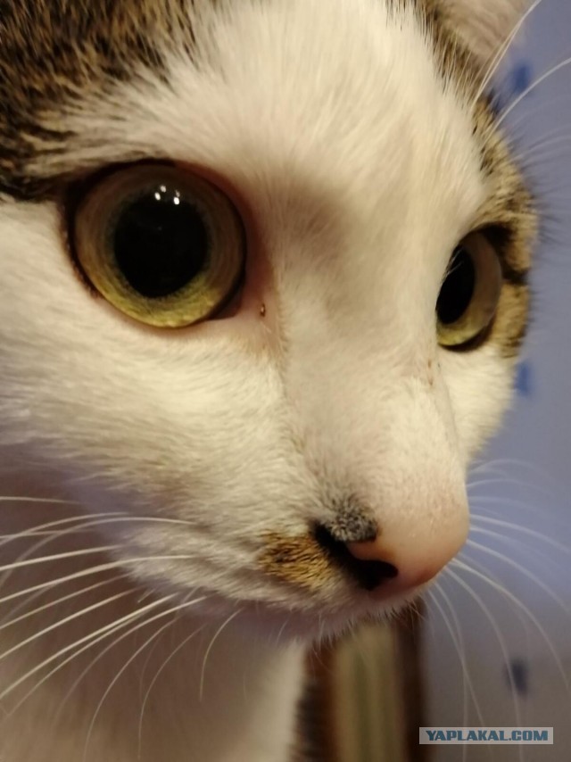 Котовторник